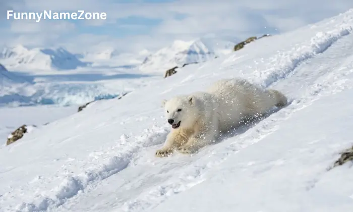 Polar Bear Names Generator